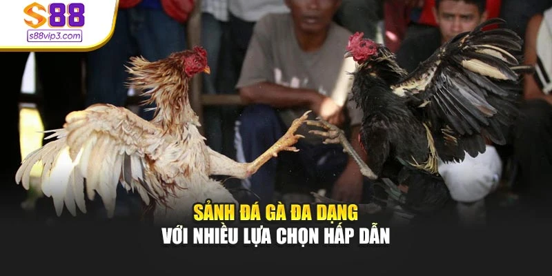 Sảnh đá gà đa dạng với nhiều lựa chọn hấp dẫn