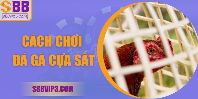 Cách Chơi Đá Gà Cựa Sắt – Bí Quyết Làm Chủ Trận Đấu