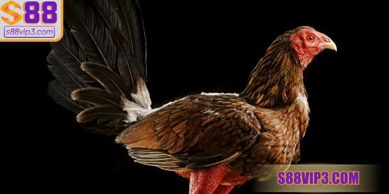 Nên giữ sức cho chiến kê trong suốt trận đấu