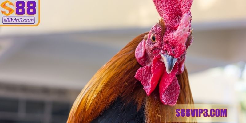 Bỏ túi hướng dẫn cách chọn chiến kê thi đấu