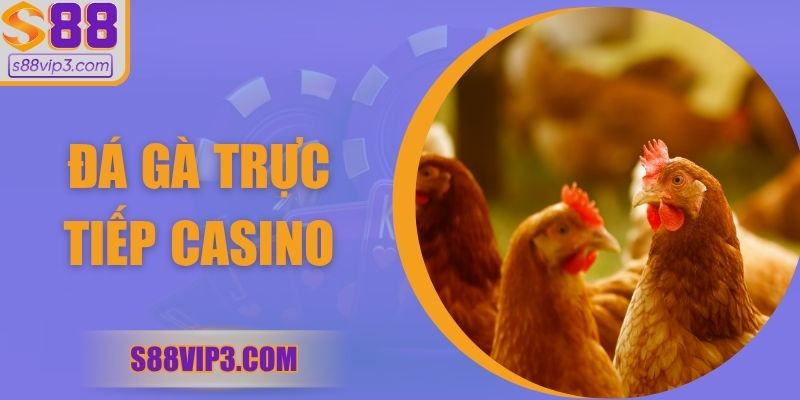 Đá Gà Trực Tiếp Casino – Trải Nghiệm Sự Gay Cấn Nhất
