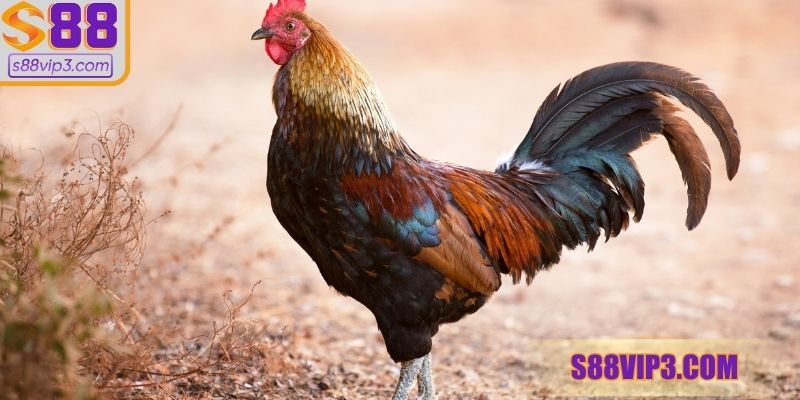 Luật tham gia đá gà trực tiếp casino không quá khó