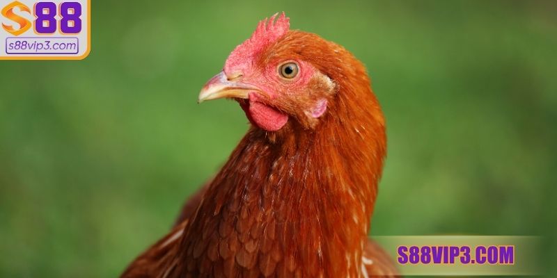 Game đá gà trực tiếp casino với nhiều ưu điểm