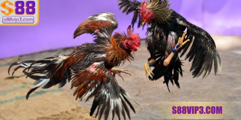 Luôn theo dõi tâm lý thi đấu của chiến kê