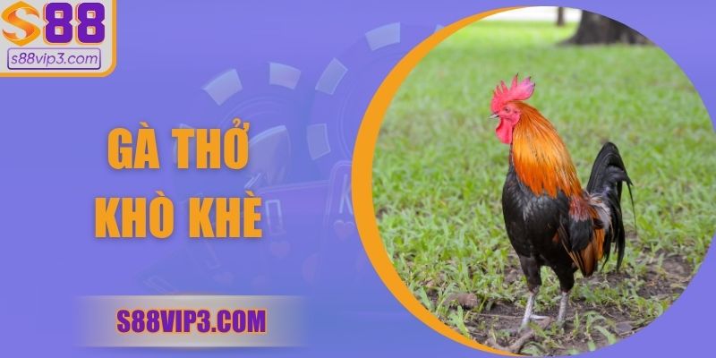 Gà Thở Khò Khè – Dấu Hiệu Cảnh Báo Sức Khỏe Chiến Kê