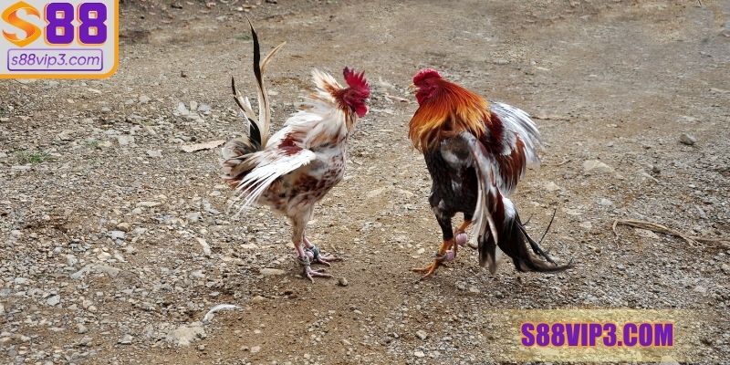 Luôn bổ sung cho chiến kê đầy đủ dinh dưỡng