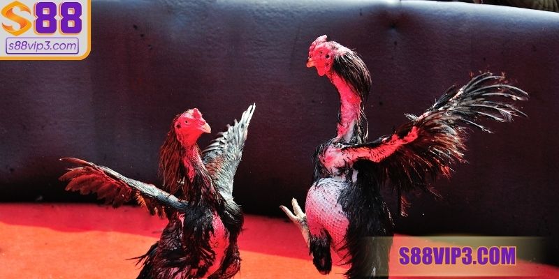 Có nhiều nguyên nhân khiến cho chiến kê thở khò khè