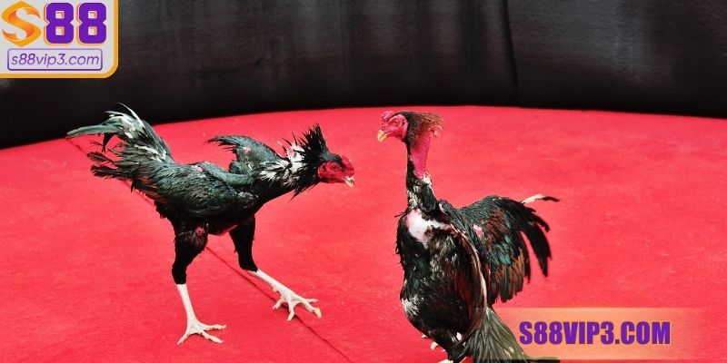 Tìm hiểu về tình trạng gà thở khò khè